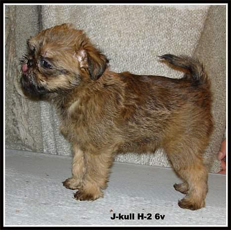 Griffon bruxellois Justice - Her kan I se hvordan min opdrætter viste mig frem på nettet. billede 8