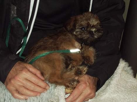 Griffon bruxellois Justice - Her har min nye mor lige hentet mig og vi  er på vej fra Alvesta til Malmø i Øresundstoget billede 9