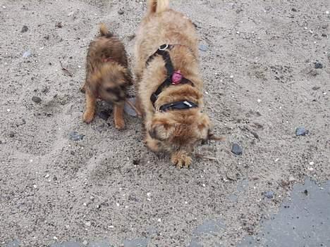Griffon bruxellois Justice - Her leger vi på Amager strand billede 10