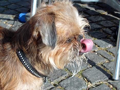 Griffon bruxellois Justice - Bornholmske soft-ice er altså rigitg gode! billede 11