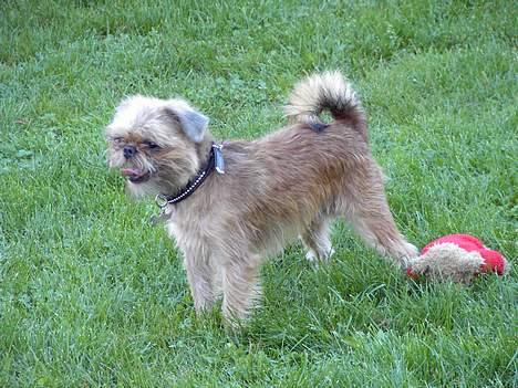 Griffon bruxellois Justice - Er der ikke nogen der gider kaste min bamse? billede 12