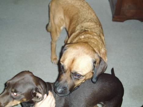 Labrador retriever bonzo billede 2