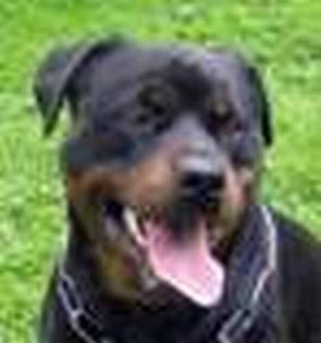 Rottweiler Daim billede 7