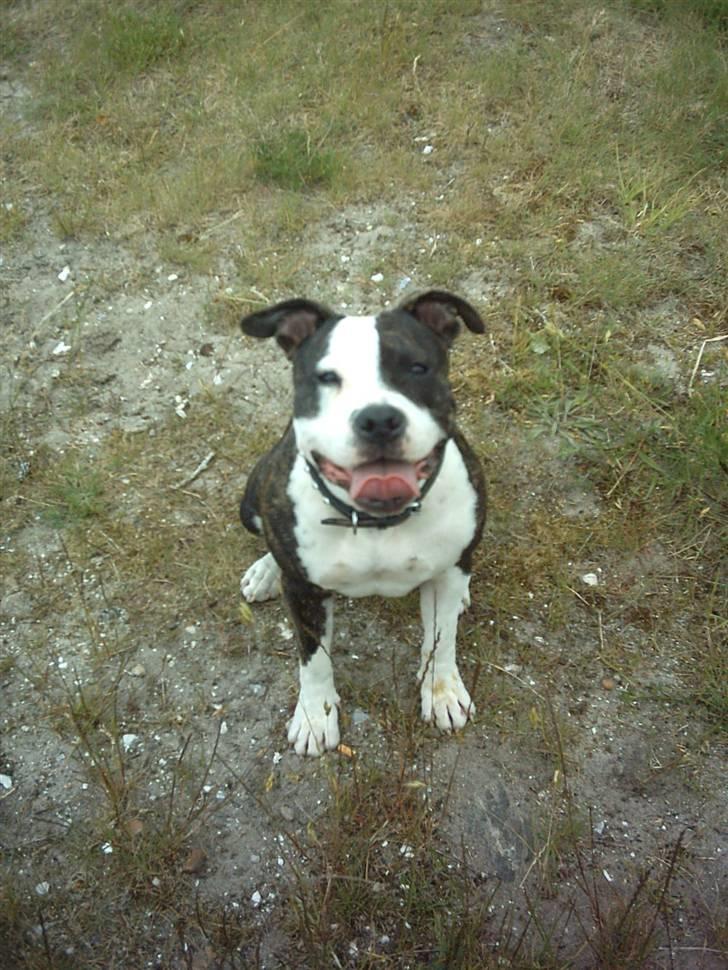 Amerikansk staffordshire terrier fubi - Gucci hund :) billede 2