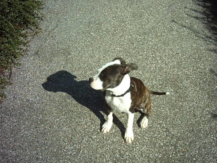 Amerikansk staffordshire terrier fubi billede 3