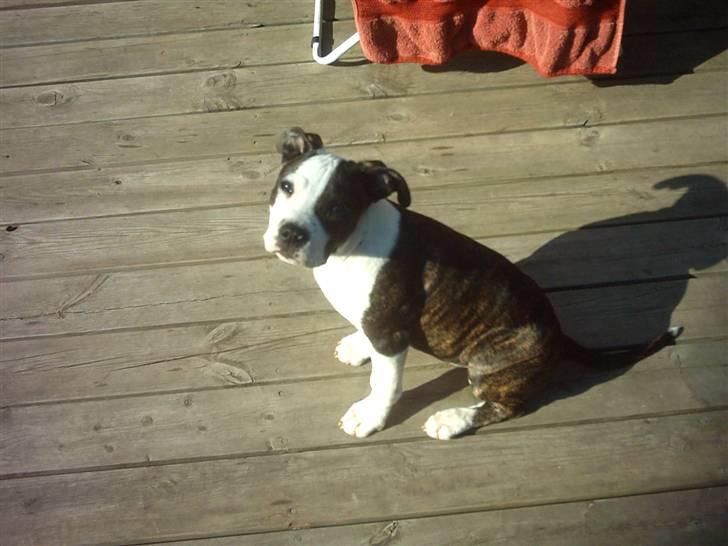 Amerikansk staffordshire terrier fubi billede 4