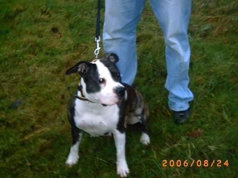 Amerikansk staffordshire terrier fubi billede 5