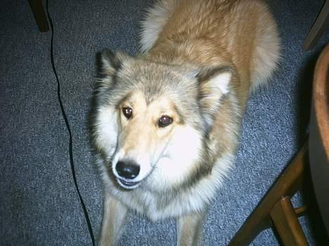 Blanding af racer Chili - Here I am...  billede 1