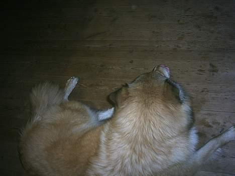 Blanding af racer Chili - Naarj far... Vil ikke stå model igen i dag... billede 2