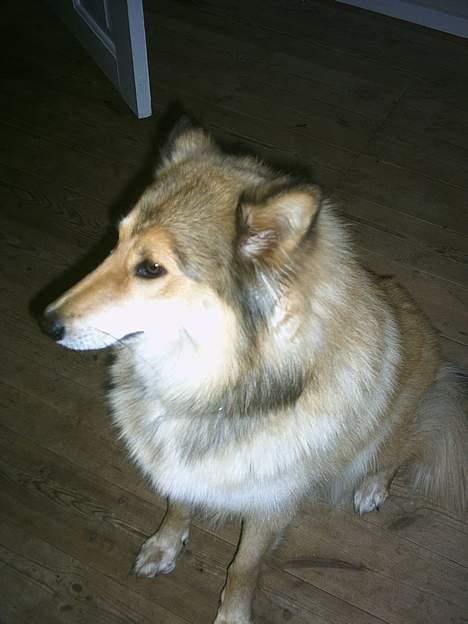 Blanding af racer Chili - Tjek min profil :D  Jeg er SÅ fin!! billede 3