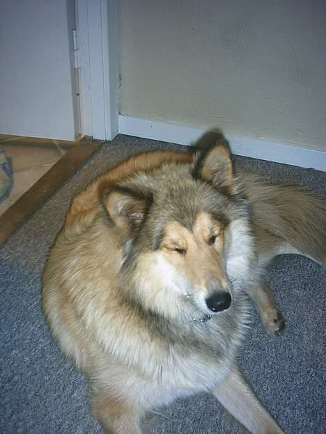 Blanding af racer Chili - Ups... lukkede øjne... :D billede 4