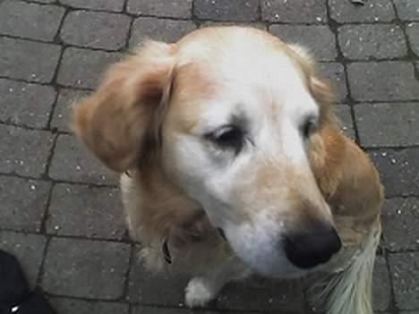 Golden retriever Tifany ( død d 17/2/07) billede 1