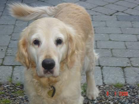 Golden retriever Tifany ( død d 17/2/07) - :D billede 2