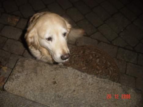 Golden retriever Tifany ( død d 17/2/07) - tiff en december aften <´33 billede 3