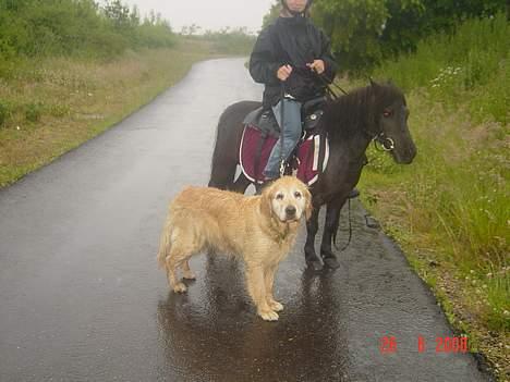 Golden retriever Tifany ( død d 17/2/07) - tiff med på ridetur billede 4