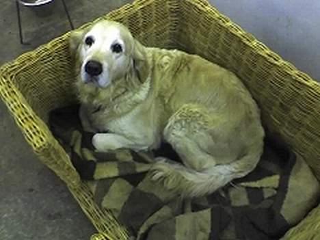 Golden retriever Tifany ( død d 17/2/07) - tiff har lært at springe ud over kanterne på kurven i stædet for at gp rigtig ud billede 5