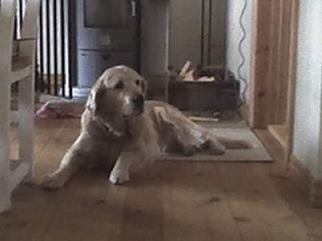 Golden retriever Tifany ( død d 17/2/07) - tiff du er kommet lidt for langt ind billede 6