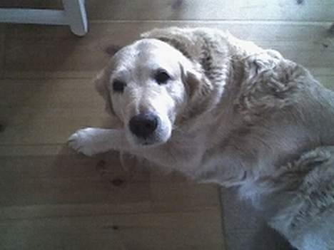 Golden retriever Tifany ( død d 17/2/07) - ja du er sød tiff men du skal altså ud :D billede 7