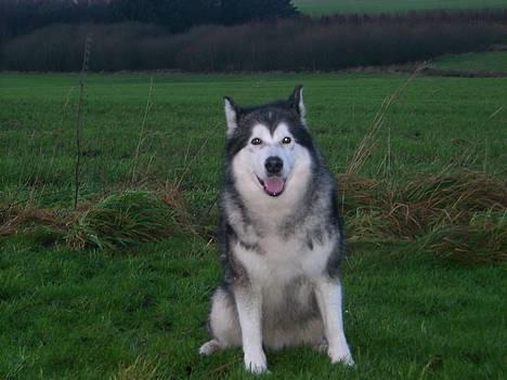 Alaskan malamute Maggie billede 1