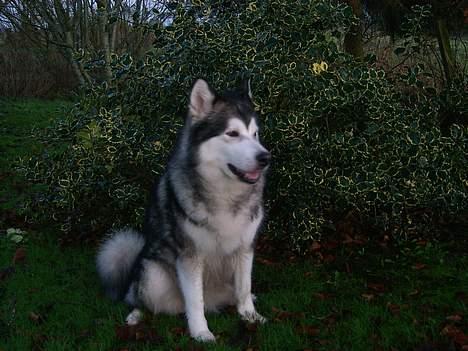 Alaskan malamute Maggie billede 3