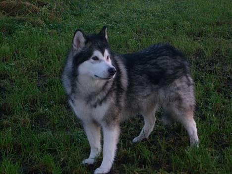 Alaskan malamute Maggie billede 4