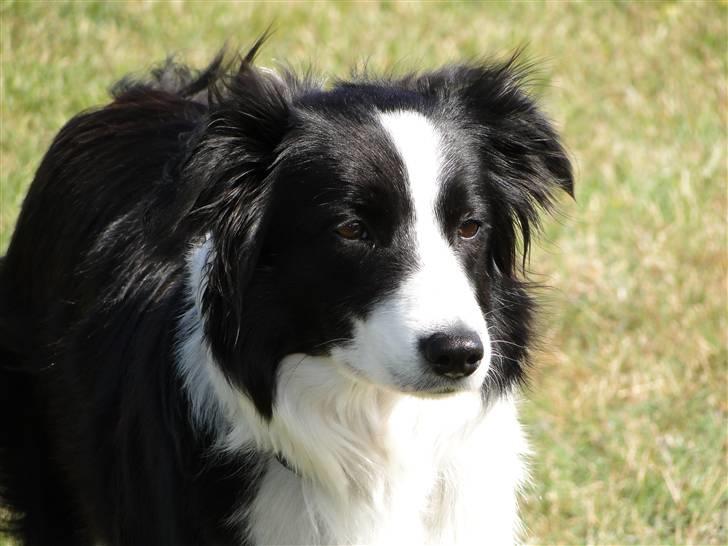 Border collie Ronja - Sikke et udtryk billede 15