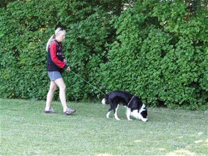 Border collie Ronja - Ronja ude og gå spor! billede 16