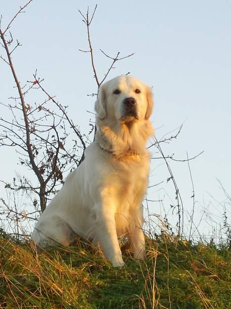 Golden retriever Bamse - Bamse 1 år og 8 måneder den 21/12-06 billede 1