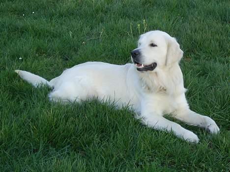 Golden retriever Bamse - Bamse har svært ved at ligge stille når der skal tages billeder dec.06 billede 3