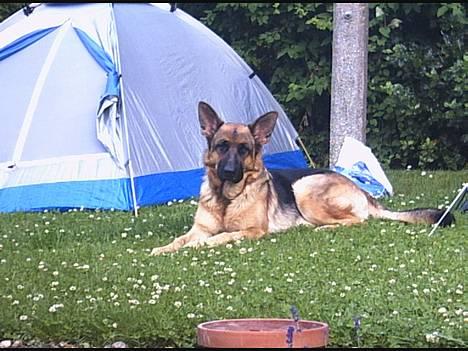 Schæferhund | Sille billede 14