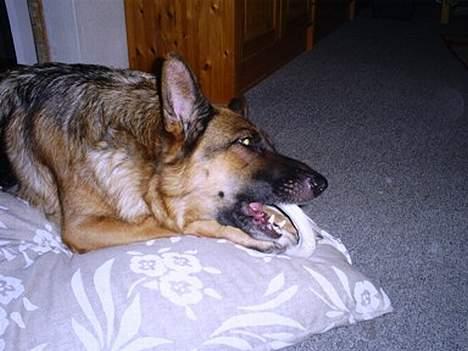 Schæferhund | Sille billede 15