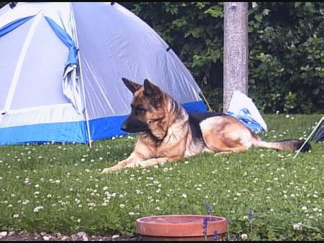 Schæferhund | Sille billede 16