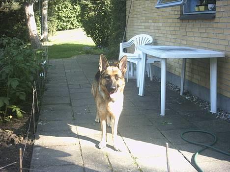 Schæferhund | Sille billede 17