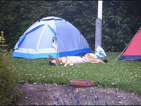 Schæferhund | Sille billede 18