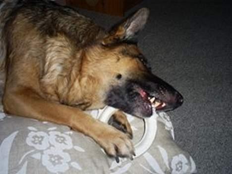 Schæferhund | Sille billede 19