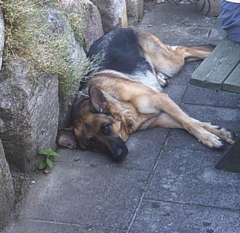 Schæferhund | Sille billede 20