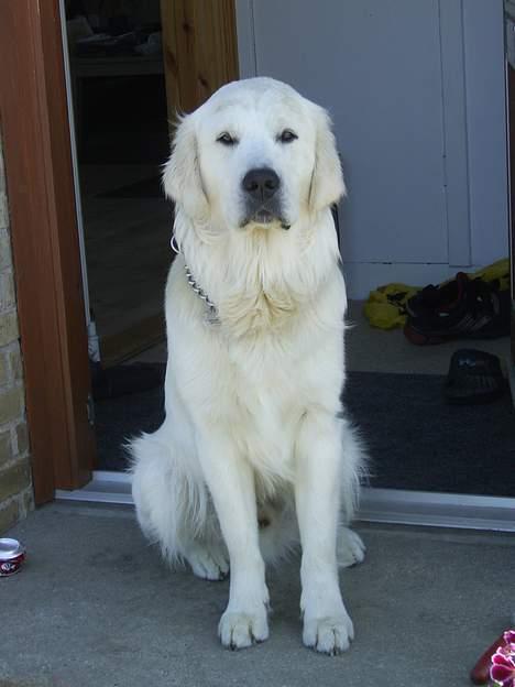 Golden retriever Bamse - Velkommen til mit hjem i Mørkøv. Sommer 06 billede 5