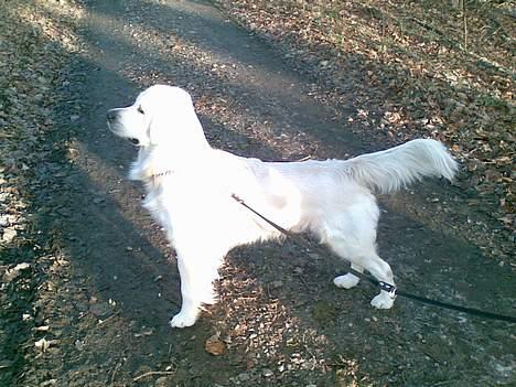Golden retriever Bamse - Det er spændende at være i skoven og kigge på råvildt billede 6