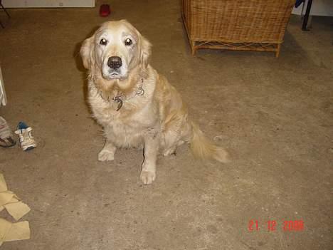 Golden retriever Tifany ( død d 17/2/07) - sit tiff billede 8