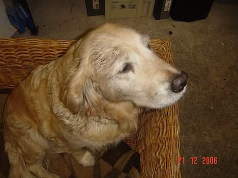 Golden retriever Tifany ( død d 17/2/07) - tiff i hendes kurv billede 9