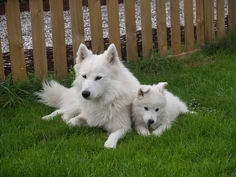 Dansk Spids Elvis - Miki passer på mig i haven billede 11