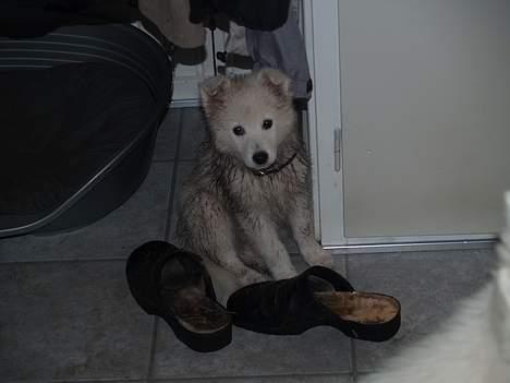 Dansk Spids Elvis - Jeg har leget med storebror på marken billede 12