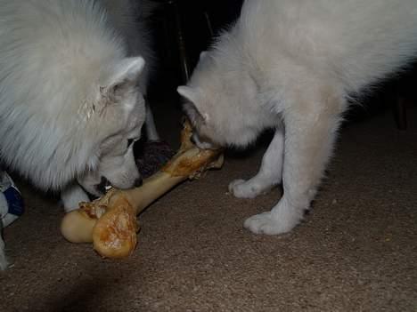 Dansk Spids Elvis - her deler vi et ben billede 13