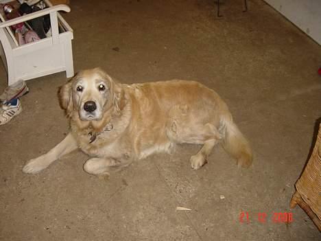 Golden retriever Tifany ( død d 17/2/07) billede 10