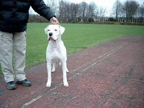 Dogo argentino Sultan  | billede 1