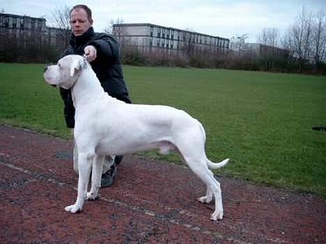 Dogo argentino Sultan  | billede 2