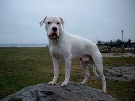 Dogo argentino Sultan  | - køge strand billede 3