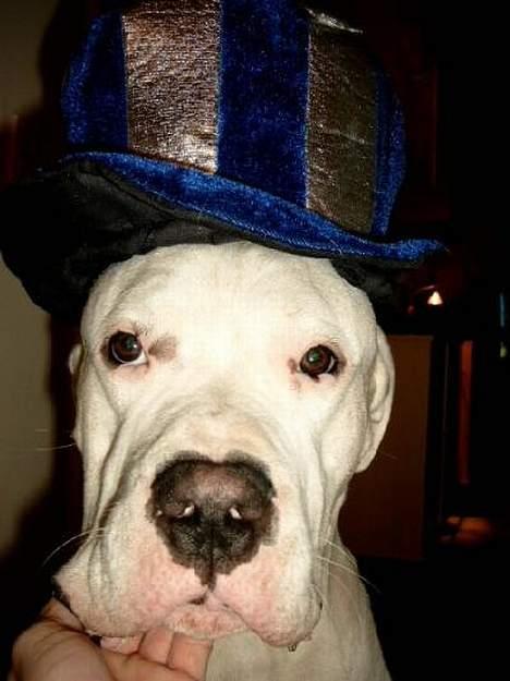 Dogo argentino Sultan  | billede 4