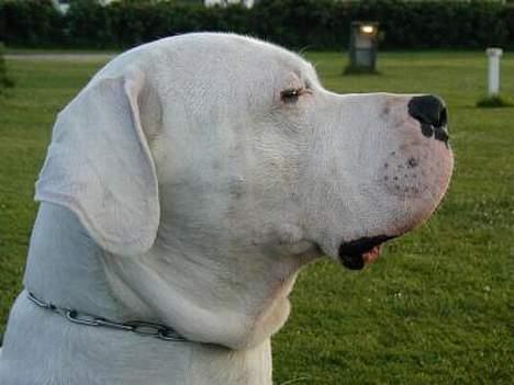 Dogo argentino Sultan  | - konge hund som min far er yatay billede 5