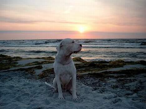 Dogo argentino Sultan  | - køge strand billede 6